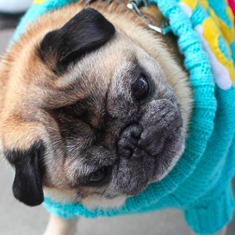 pug