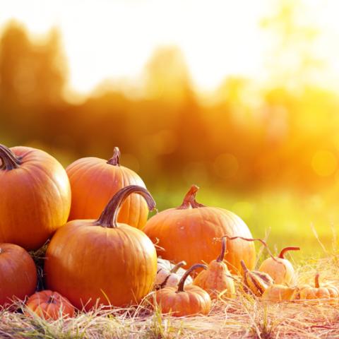 shutterstock_1174198870 (1)