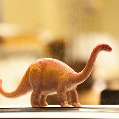 Dinosaur Cabinteely - checked