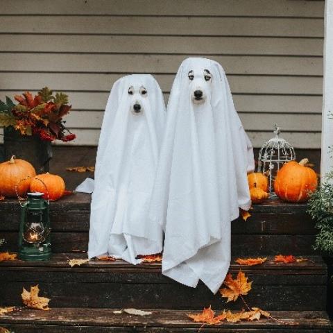 Halloween Costume Swap in Dalkey Library 
