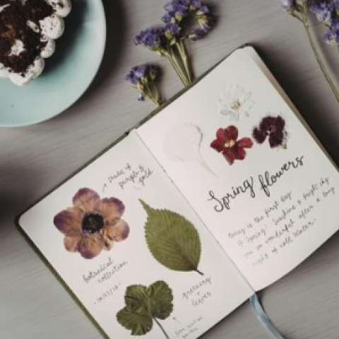 Nature Journaling for Adults with Joyce Fitzpatrick in Cabinteely Library 