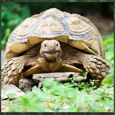 Reptile Diaries Workshops in dlr LexIcon