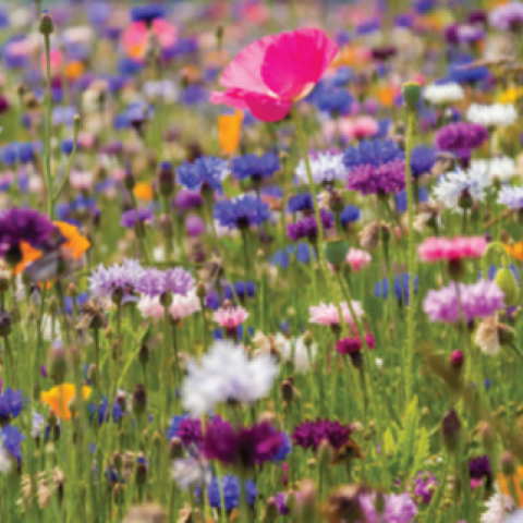 Exploring the Magic of Flowers and Plants with Maria Rowlette
