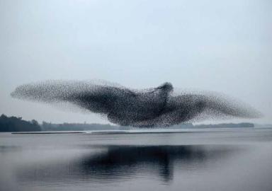 Murmuration%20-%20James%20Crombie