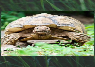 Reptile Diaries Workshops in dlr LexIcon