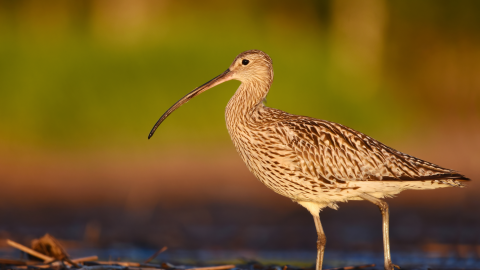 GE birds - checked