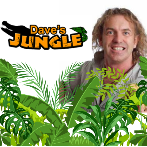 GP_Daves Jungle (1)