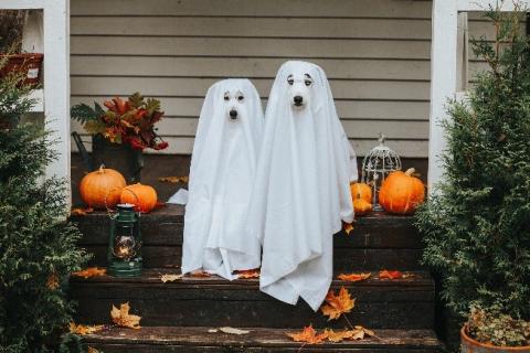 Halloween Costume Swap in Dalkey Library