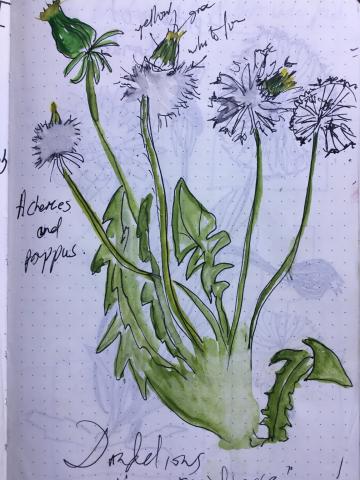GP_Nature journalling - checked