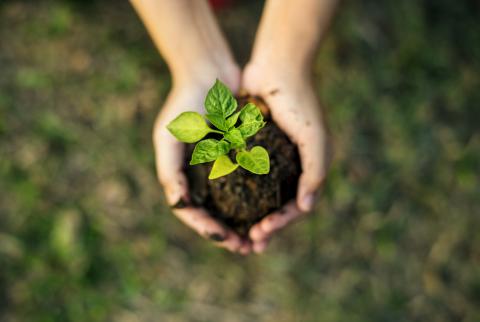 Sustainable Gardening Through the Seasons with Aoife Munn in dlr LexIcon library