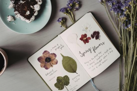 Nature Journaling for Adults with Joyce Fitzpatrick in Cabinteely Library 