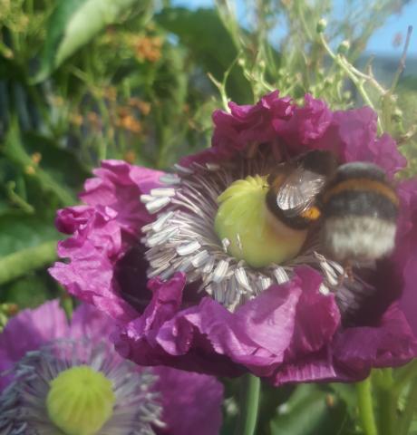 Gardening for Biodiversity with Aoife Munn