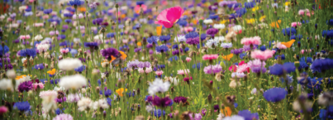 Exploring the Magic of Flowers and Plants with Maria Rowlette